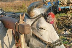 photo_gallery_22a