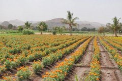 photo_gallery_25a