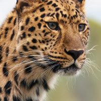 Importance Of Being Charlotte